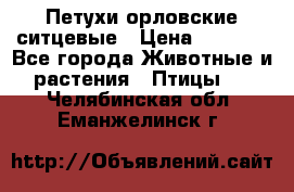 Петухи орловские ситцевые › Цена ­ 1 000 - Все города Животные и растения » Птицы   . Челябинская обл.,Еманжелинск г.